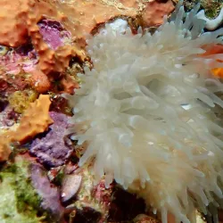 Snorkeling and Diving Spots - Pangai