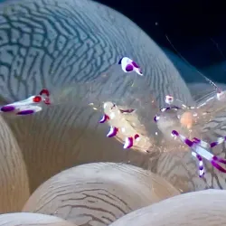 Snorkeling and Diving Spots - Pangai