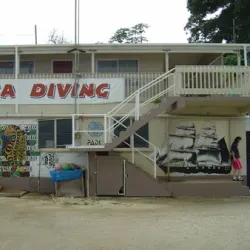 Whale Watching (Seasonal) - Pangai