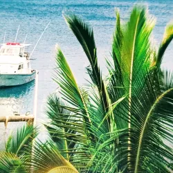 Whale Watching (Seasonal) - Pangai