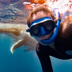 Humpback Whale Watching - Vava'u