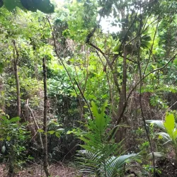 Mount Talau National Park - Vava'u