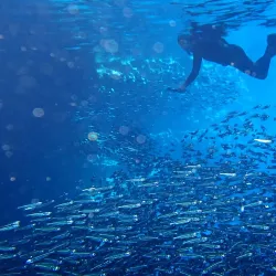 Swallows Cave - Vava'u