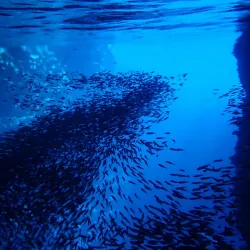 Swallows Cave - Vava'u