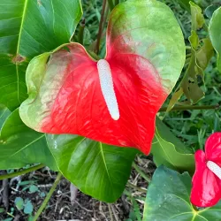 Northern Range Hiking Trails - Arima