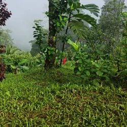 Northern Range - Arouca