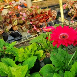 La Vega Estate - Barataria