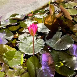 Divali Nagar - Chaguanas