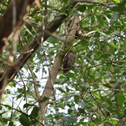Caroni Bird Sanctuary - Cunupia