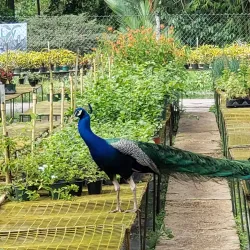 La Vega Estate - Cunupia