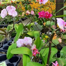 La Vega Estate - Cunupia