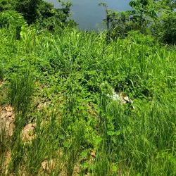 Maracas Bay - Curepe