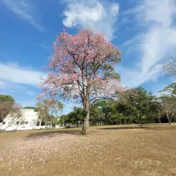 Queen's Park Savannah - Curepe