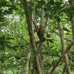 Caroni Bird Sanctuary - D'Abadie