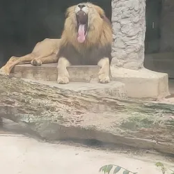 Emperor Valley Zoo - La Romaine