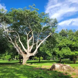 Royal Botanic Gardens - La Romaine