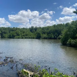 Caroni Swamp - Princes Town