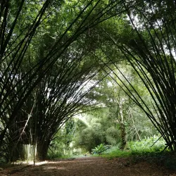 Morne Diablo Forest Reserve - Princes Town