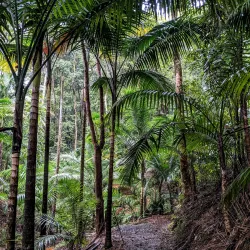 Morne Diablo Forest Reserve - Princes Town