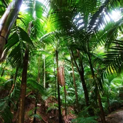 Morne Diablo Forest Reserve - Princes Town