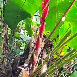 Ortoire River - Rio Claro