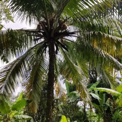 Ortoire River - Rio Claro