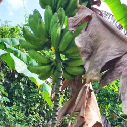 Ortoire River - Rio Claro