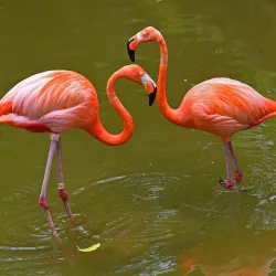 Emperor Valley Zoo (nearby in Port of Spain) - San Juan