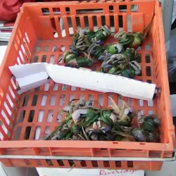 San Juan Market - San Juan