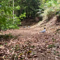 Little Tobago Island - Scarborough