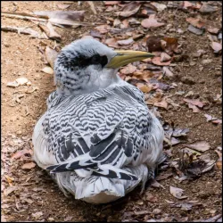 Little Tobago Island - Scarborough