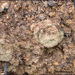 Little Tobago Island - Scarborough