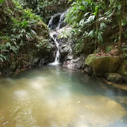 Tobago Main Ridge Forest Reserve - Scarborough