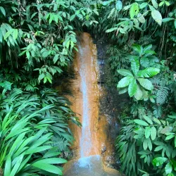 Tobago Main Ridge Forest Reserve - Scarborough