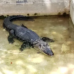 Emperor Valley Zoo - St.James