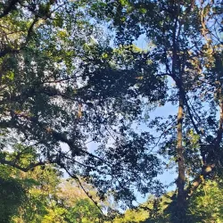 Maracas Waterfall - St.James