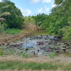 Nariva Swamp - Tacarigua