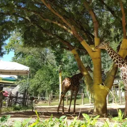 Emperor Valley Zoo - Trinidad
