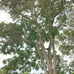 Pitch Lake Visitor Centre - Trinidad