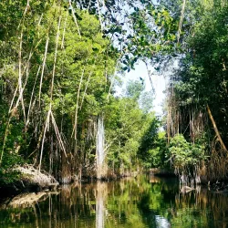 Caroni Bird Sanctuary (nearby) - Tunapuna