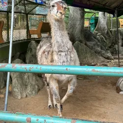 Emperor Valley Zoo (nearby in Port of Spain) - Tunapuna