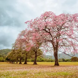 Queen's Park Savannah (nearby in Port of Spain) - Tunapuna
