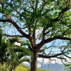 Tunapuna Heritage Trail - Tunapuna