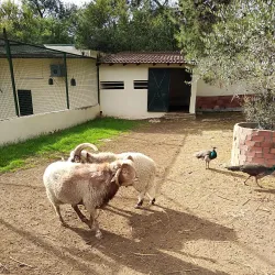 Tunis Zoo - Aryanah (Ariana)