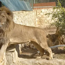 Tunis Zoo - Aryanah (Ariana)