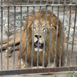 Tunis Zoo - Aryanah (Ariana)