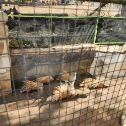 Tunis Zoo - Aryanah (Ariana)