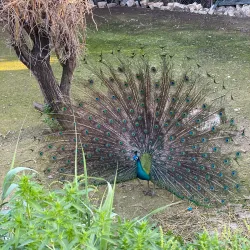 Tunis Zoo - Aryanah (Ariana)