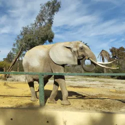 Tunis Zoo - Aryanah (Ariana)