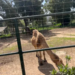 Tunis Zoo - Aryanah (Ariana)